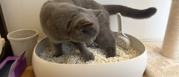 リッチェルのラプレ シームレスネコトイレが使いやすくオシャレだった件。